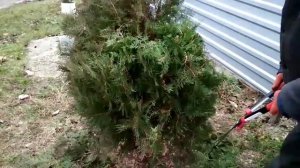 Крутая Стрижка Туи !Делаем Шар из Пиромидальной Туи!