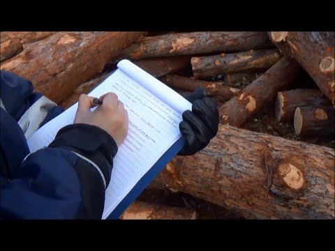 За незаконную рубку полутора тысяч деревьев будут судить жителя Еврейской автономной области смотреть онлайн