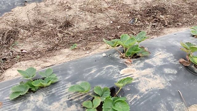 в общих чертах мой подход к обработкам от вредителей, корневые и листовые подкормки! так я работаю! смотреть онлайн