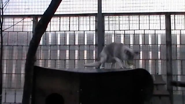 Вьюга,домашний песец смотреть онлайн