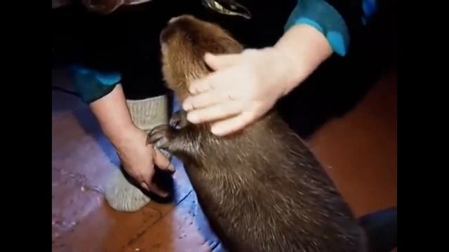 Домашний бобёр смотреть онлайн