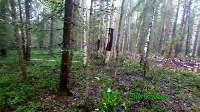 Белый огромный подосиновик. смотреть онлайн