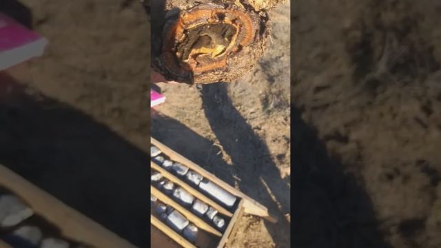 Куриный дракон (корень) смотреть онлайн