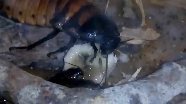 Мадагаскарские тараканы жрут банан смотреть онлайн