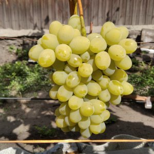 1. Начало виноградного сезона в Сибири.