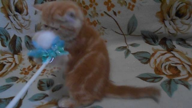 AVAILABLE!!! Sweet girls EXO. Продаётся супер-милый котёнок породы экзот смотреть онлайн