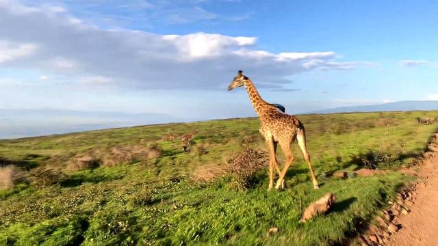 Tanzania / Танзания 2021