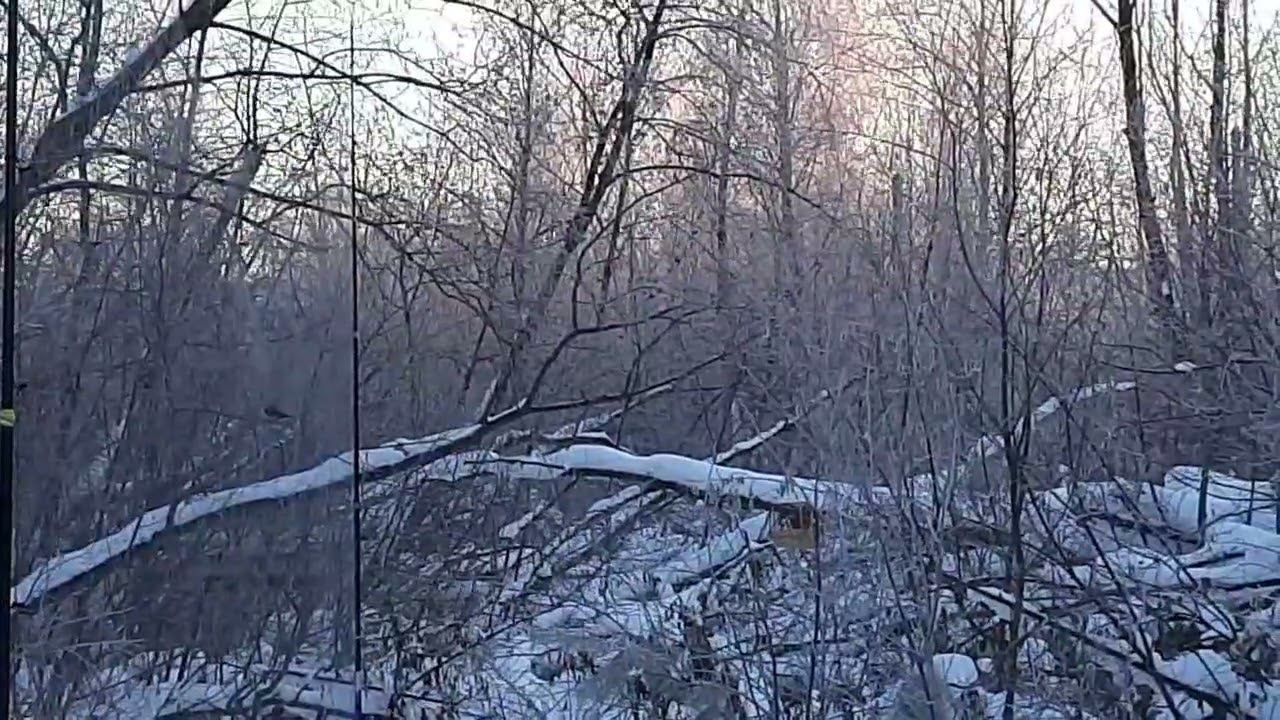 Ловля певчих птиц 15 декабря 2022 год. смотреть онлайн