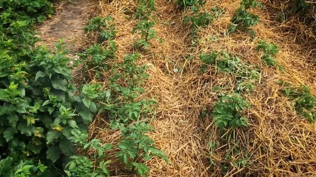 Зачем развалил куст картофеля, картофель вразвал! Выращивание картофеля. смотреть онлайн