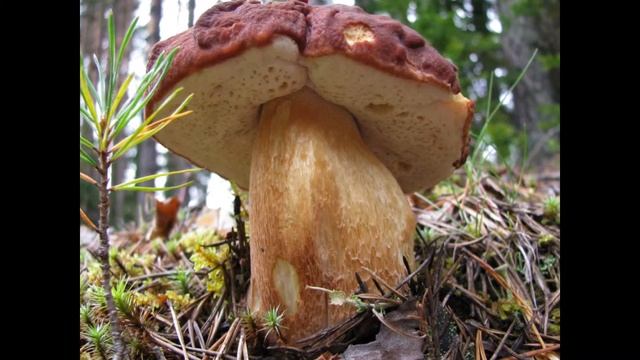 Дары осеннего леса 1080 смотреть онлайн