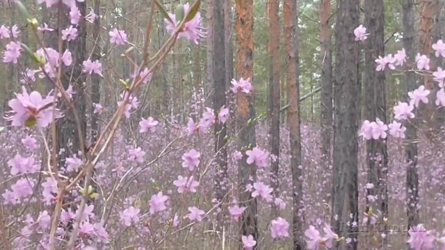 Багульник цветет в Сибири, а надворе только апрель смотреть онлайн