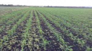 Подкормка кукурузы по листу.