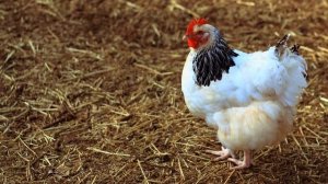 Как удобрять куриным пометом огород весной, осенью, летом?