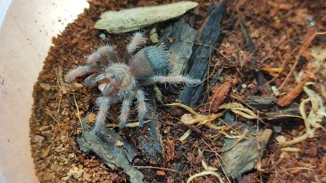 Завел ПАУКА-ПТИЦЕЕДА Brachypelma emilia, но такого я точно не ожидал? смотреть онлайн
