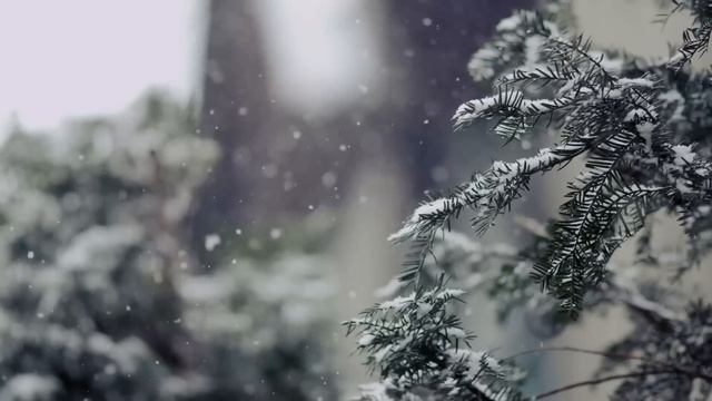 Однажды старик спас волчонка от верной гибели, если бы он только знал какой ценой поплатиться за эт смотреть онлайн