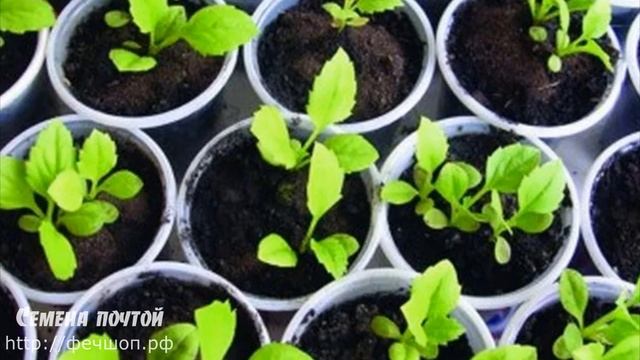 Как ухаживать за рассадой астр?