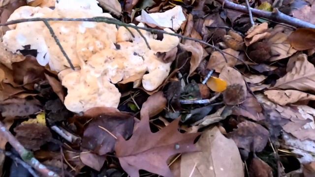 The Wood Hedgehog or Sweet Tooth Edible Fungi смотреть онлайн