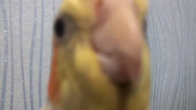 Попугай корелла поет песенку | Пение кореллы смотреть онлайн