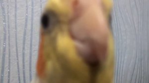 Попугай корелла поет песенку | Пение кореллы