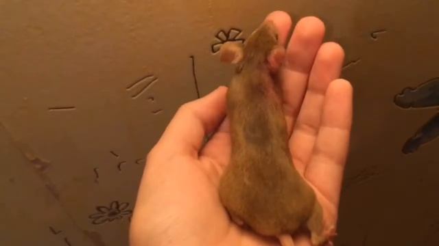 Мои грызуны, знакомство. Мыши и крыса. смотреть онлайн