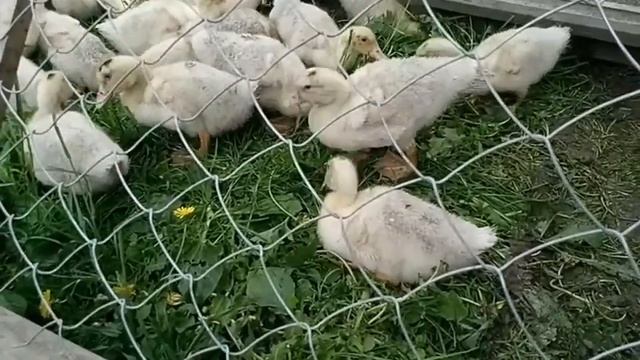 Поилка для утят - меньше грязи и не сыро