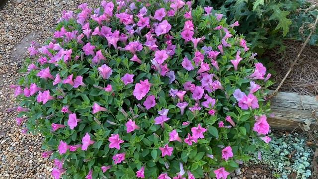 Petunias, never take them for granted. They work! смотреть онлайн