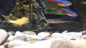 ДАНИО-РЕРИО - УХОД, СОДЕРЖАНИЕ | АКВАРИУМНЫЕ РЫБЫ #2