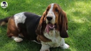 ✔ Бассет-хаунд плюсы и минусы. Достоинства и недостатки породы. За что любят бассет-хаунда?