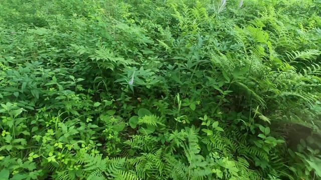 Идеальные грибы! Сложная тихая охота. Прогулка по лесу. Дальневосточный обабок. Лисички. смотреть онлайн