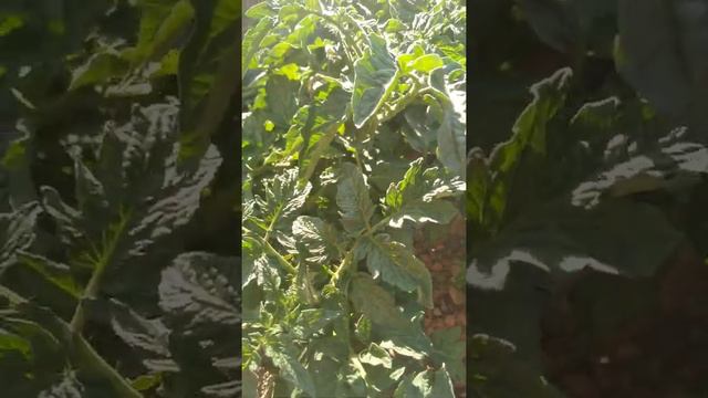 Помидор осиру құпиялары смотреть онлайн