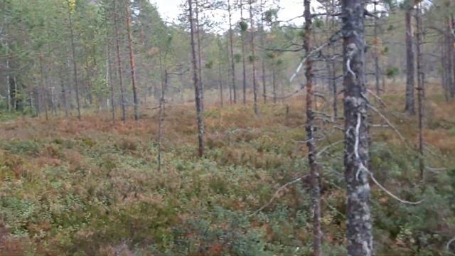 На болоте смотреть онлайн