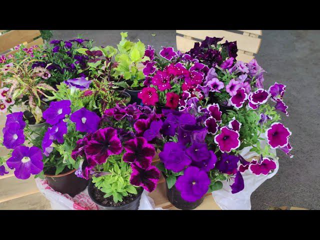 Новые сорта петунии колеуса калибрахоа. Обзор моих новинок. Узнают на рынке подписчики. смотреть онлайн