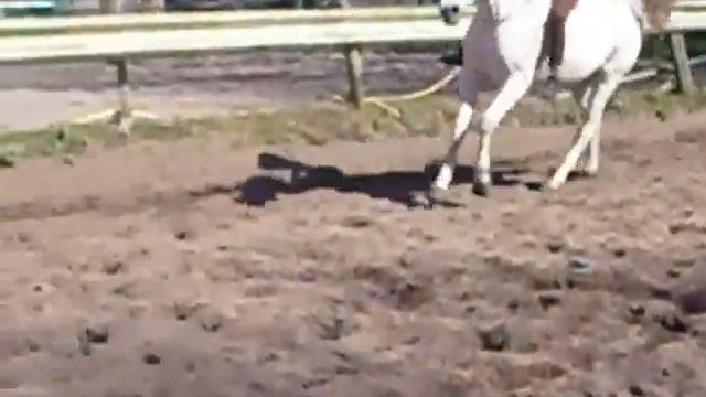 Yannick jumping, bareback and neckrope смотреть онлайн
