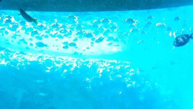 Экскурсия БАТИСКАФ (Египет,Шарм Эль Шейх 2022) смотреть онлайн