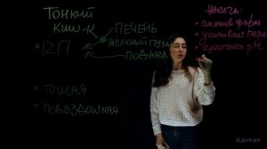 Анатомия. Пищеварительная система | Биология ЕГЭ, ЦТ