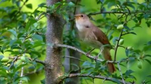 Божественое пение соловья   #вдохновение  #пение_соловья