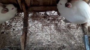 Клетка для кроликов какой пол лучше .