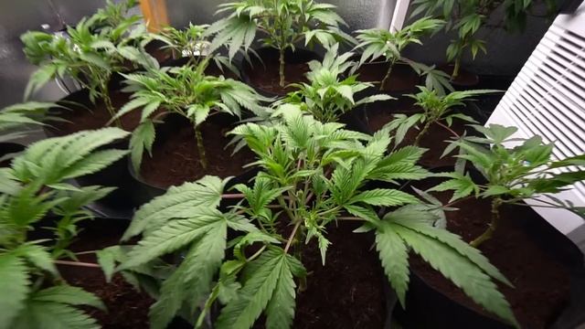How To Top A Plant смотреть онлайн