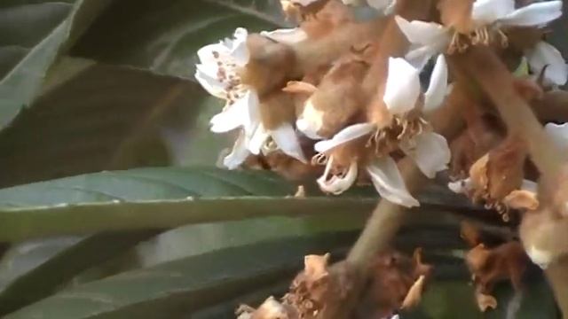 Abeja en flor de Níspero (Mespilus germanica). смотреть онлайн