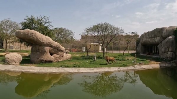 SAFARI PARK DUBAI. Зоопарк Дубай. Март 2024 г.