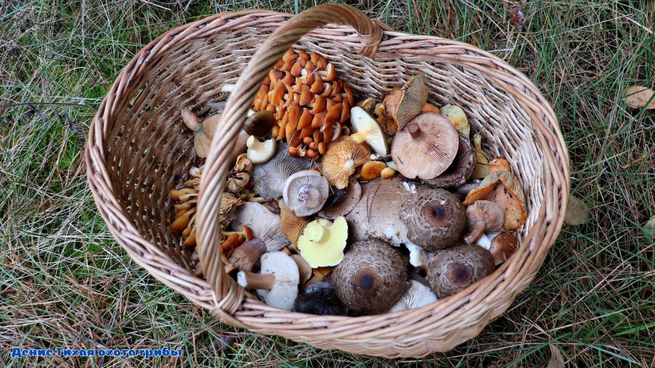 Зимние опята, синеножка и несколько видов других грибов смотреть онлайн
