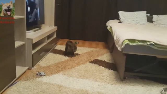 Кошка подаёт предмет как собака! Очень забавное видео! Смещные животные, коты. смотреть онлайн