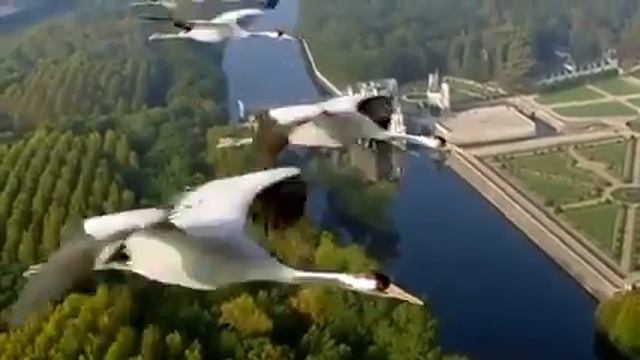 Лебединая стая смотреть онлайн