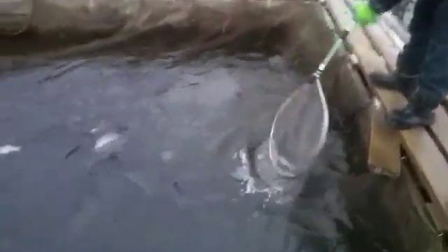 14.12.19. Запуск 200 кг форели на малый водоём смотреть онлайн