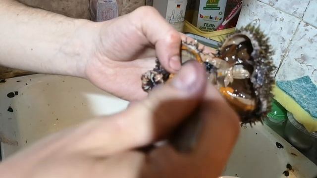 Как есть морского ежа смотреть онлайн