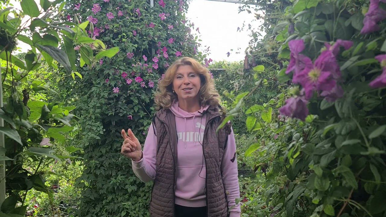 ОБЗОР сортов КЛЕМАТИСОВ. Открыт приём заказов на Весну 2023. смотреть онлайн