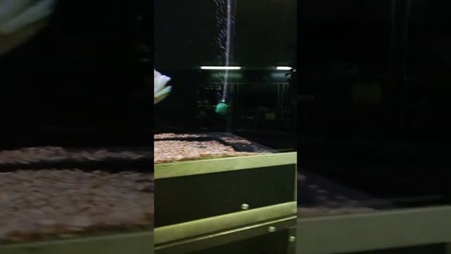 Минский зоопарк смотреть онлайн