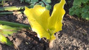 Моя красавица просыпается хоста сорт Dawns early light