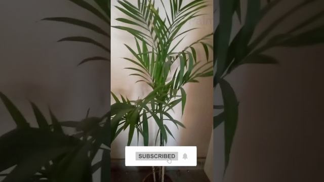 Top indoor plants for air purification | Best indoor plants | Indoor plants смотреть онлайн