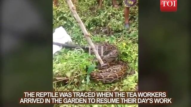 20 ft long live python found at Longview tea estate in Darjeeling смотреть онлайн